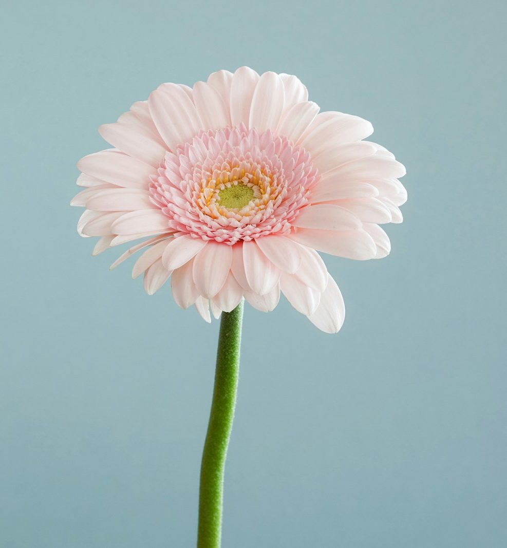 selective focus photography of pink petaled flower