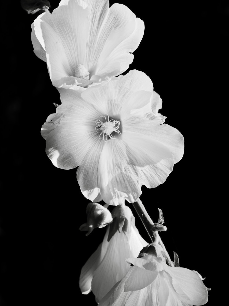 Close-up of delicate white flowers against black background
