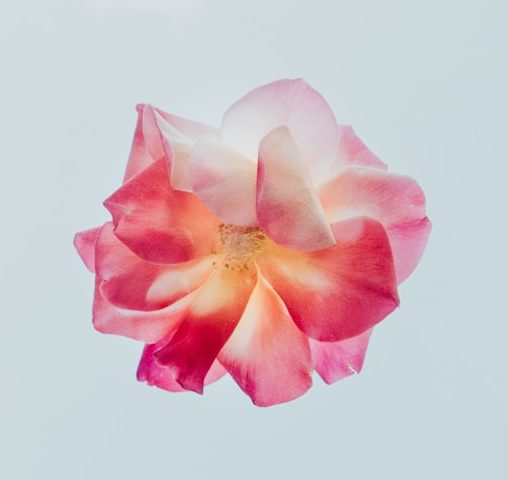 red and white petaled flower close-up photography